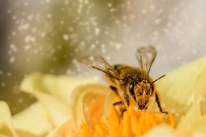 David Lee Acupuncture Hay fever 